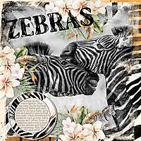 DLPatt_Zebras_web.jpg