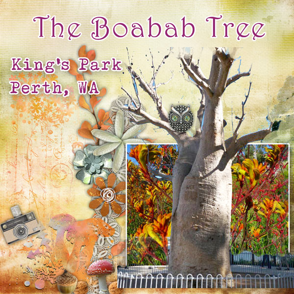 The Boabab Tree