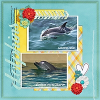 Dolphins_WEB.jpeg