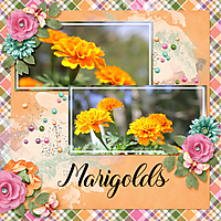 Marigolds.jpg