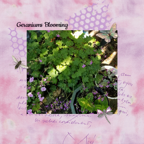 6/2021 Brush Challenge - Geraniums Blooming