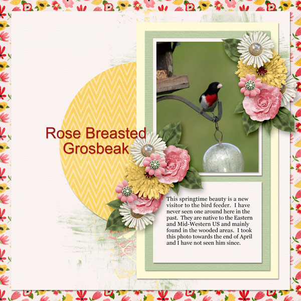 Rose Breasted Grosbeak