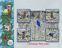 Christmas-Day-bluebird2-small.jpg