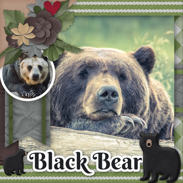 Black_bears1