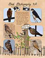 6-birds-layout-small.jpg