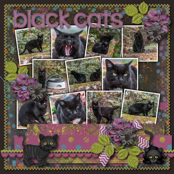 Black Cats