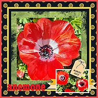 Red_anemone_small.jpg