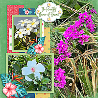 Flowers-of-Hawaii-web.jpg