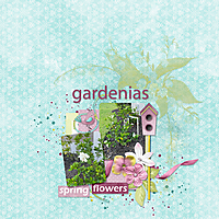 Gardenias1.jpg