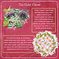 The_Elder_Flower.jpg