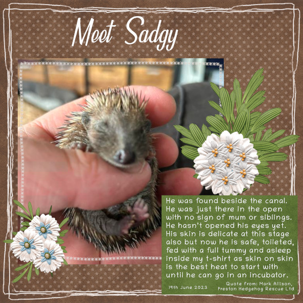 Meet Sadgy