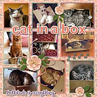 cat_in_a_box2.jpg