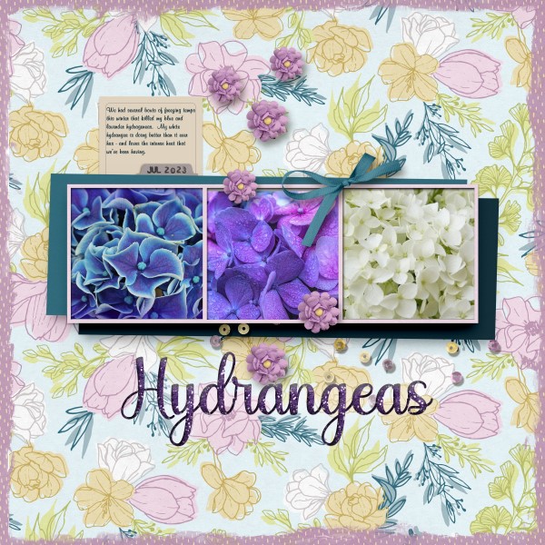 Hydrangeas