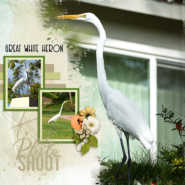 Great White Heron