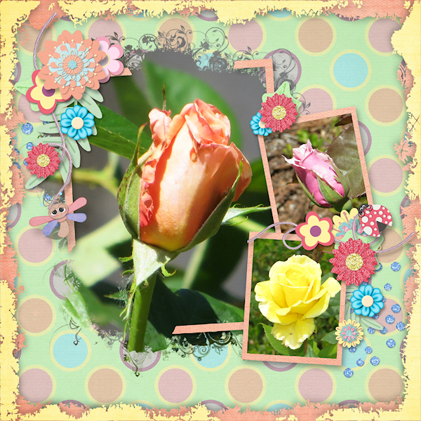 Gorgeous Rosebuds!