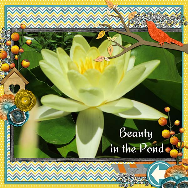 Beauty in the Pond