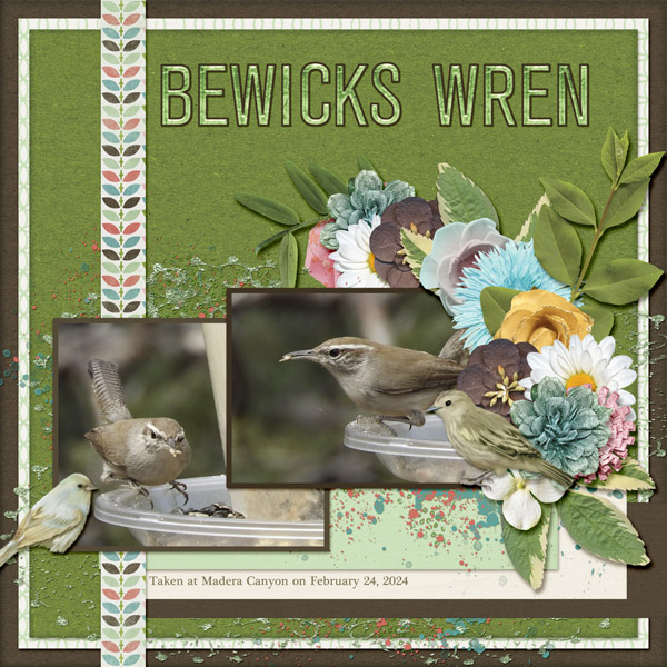 Bewicks_Wren_2_small