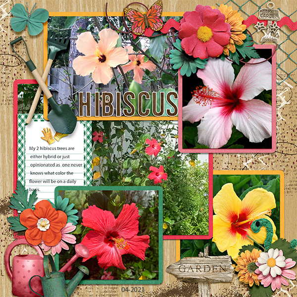 Hibiscus