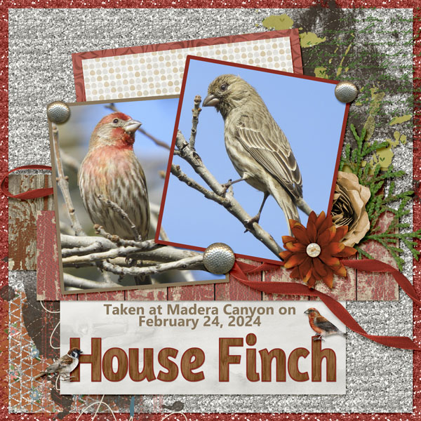 House_Finch_small1