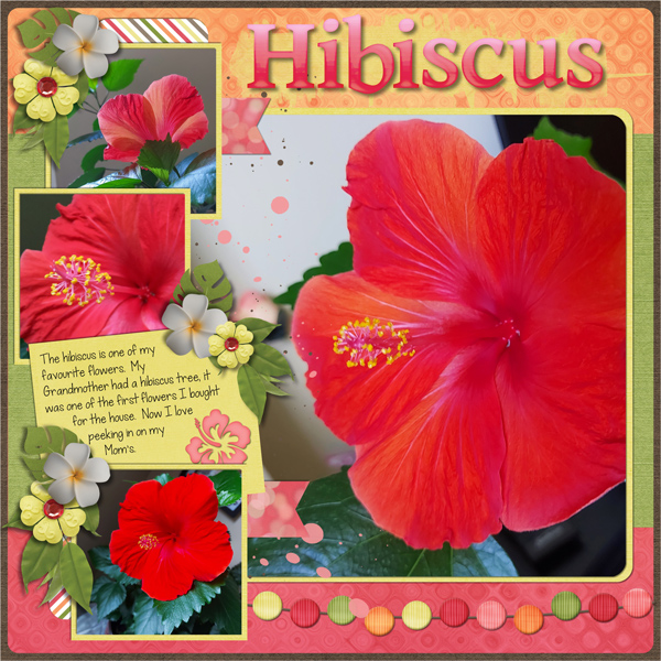 Hibiscus