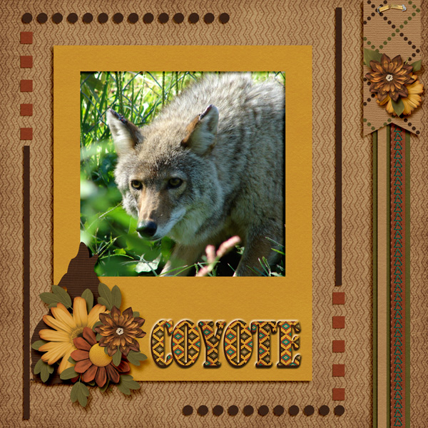 coyote by gerald mcdermott