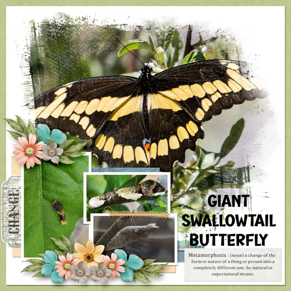 Giant Swallowtail Butterfly