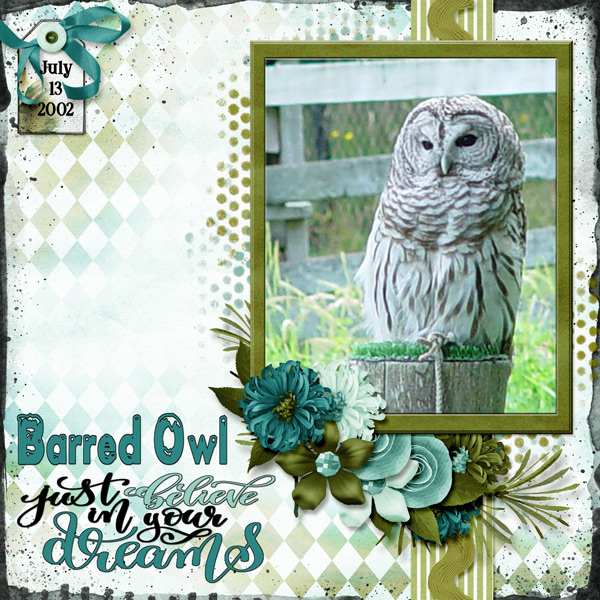 Owl-barred-small