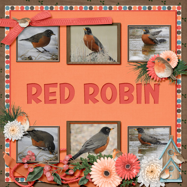 Robin_small