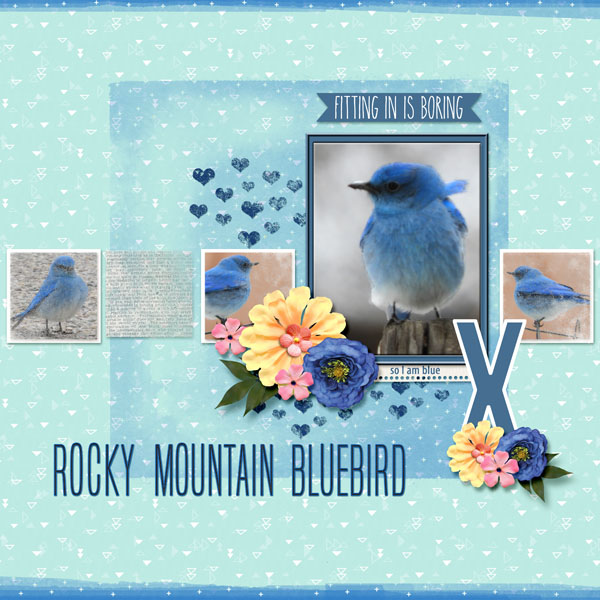 Rocky_Mountain_Bluebird_small