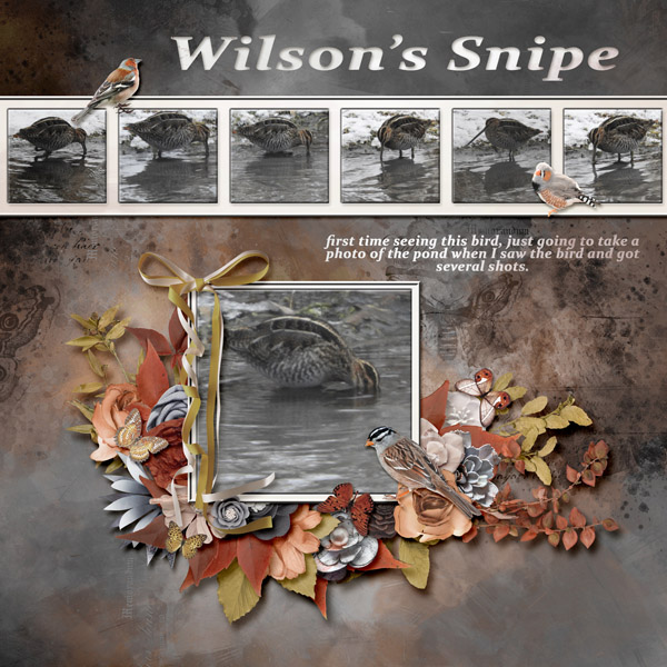 Wilson_s_Snipe_small