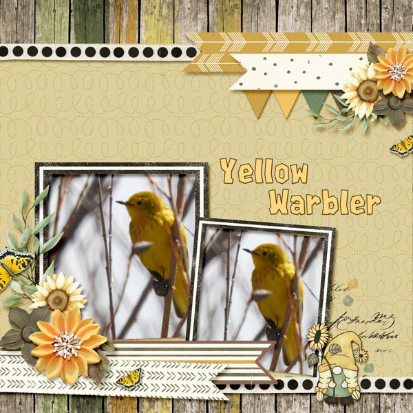 Yellow_Warbler_small1