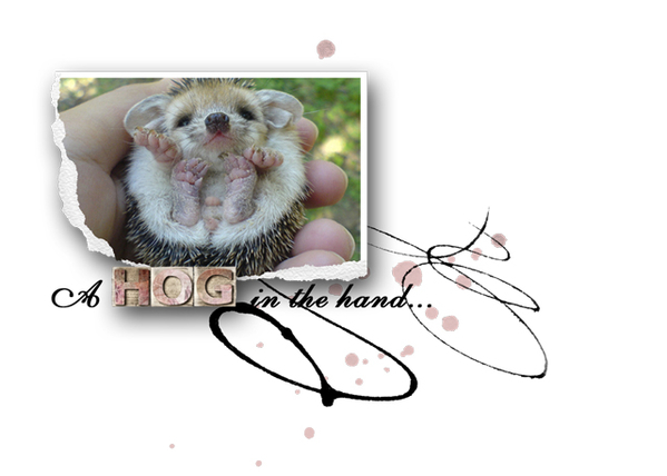 A HOG in the hand...
