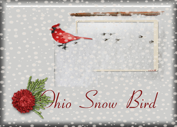 Ohio Snow Bird