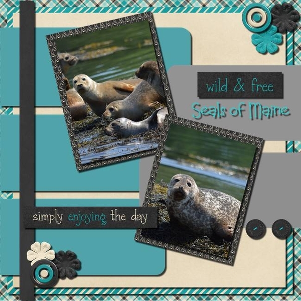 Maine Seals