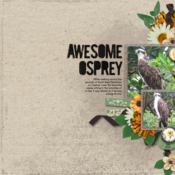 Awesome Osprey