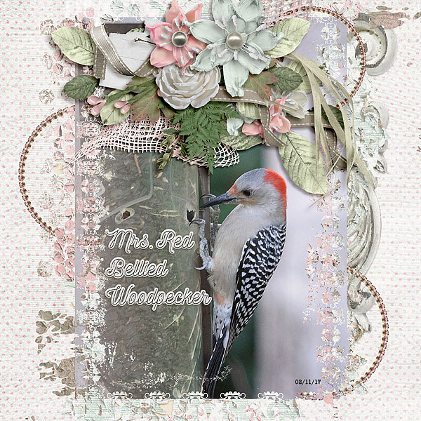 Mrs. Red Bellied Woodpecker