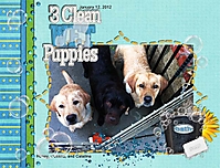 3_clean_puppies_web.jpg