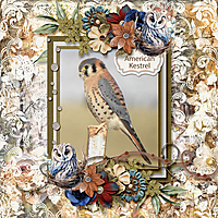 American_Kestrel_small1.jpg