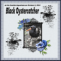 Black_Oystercatcher_small.jpg