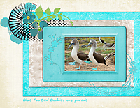 Blue-Footed-Boobies-on-Parade.jpg