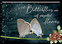 Butterflies12.jpg
