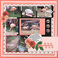 Flamingos_web.jpg