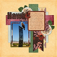 Hawk-_Sept_12_Copy_.jpg