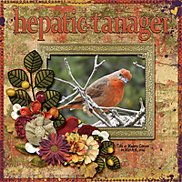 Hepatic_Tanager_small1.jpg