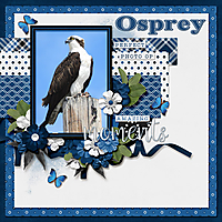 Osprey_small2.jpg