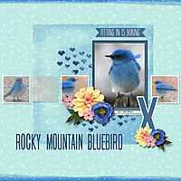 Rocky_Mountain_Bluebird_small.jpg