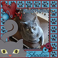 Shadow-Cindy--2022-6yo-bgs-not-today-tcot-furfamcats.jpg