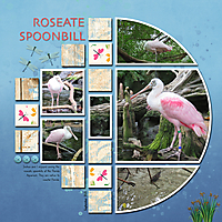 Spoonbill.jpg