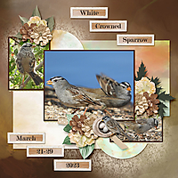 White-crowned_Sparrow_small1.jpg