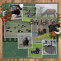Wildlife8.jpg